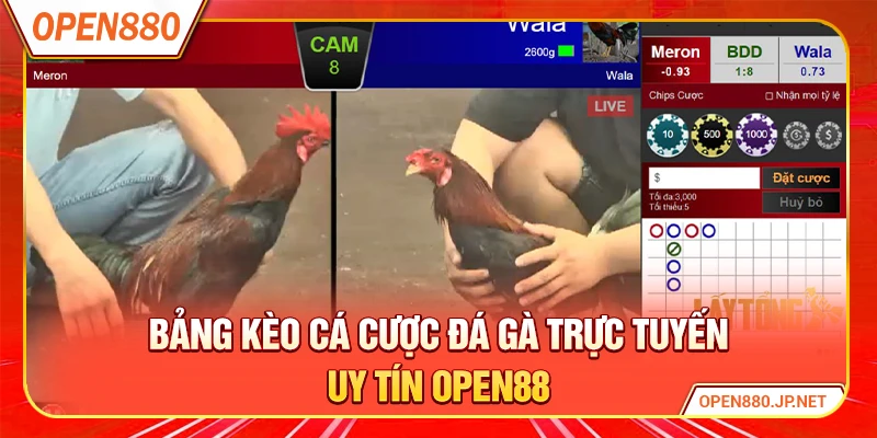 Bảng kèo cá cược đá gà trực tuyến uy tín OPEN88