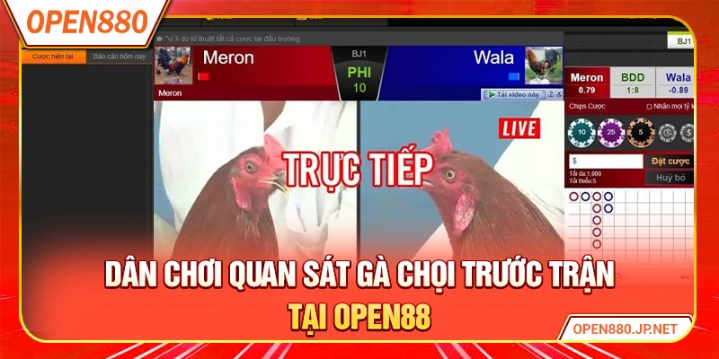 Dân chơi quan sát gà chọi trước trận tại OPEN88
