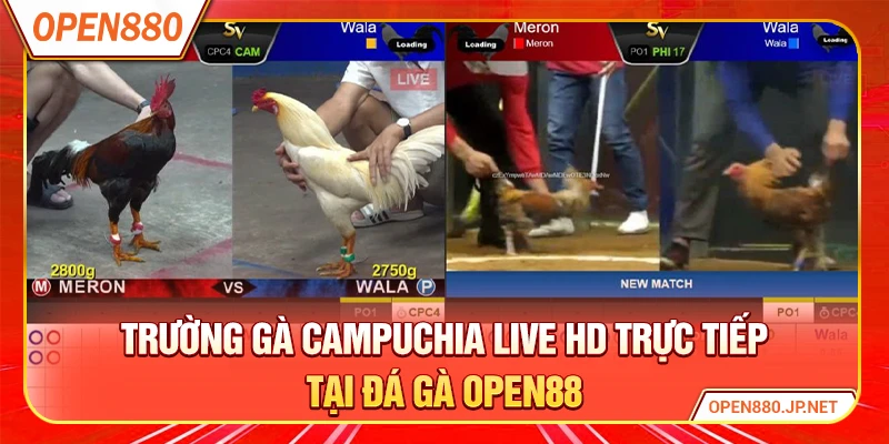 Trường gà Campuchia live HD trực tiếp tại đá gà OPEN88
